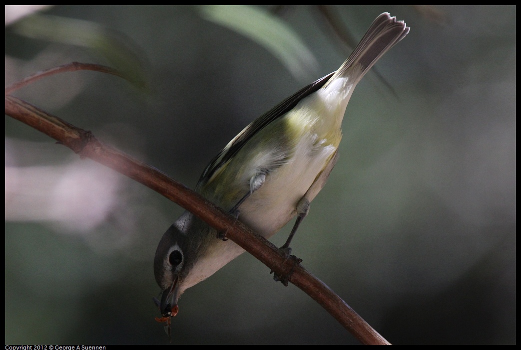 1014-120102-04.jpg - Cassin's Vireo