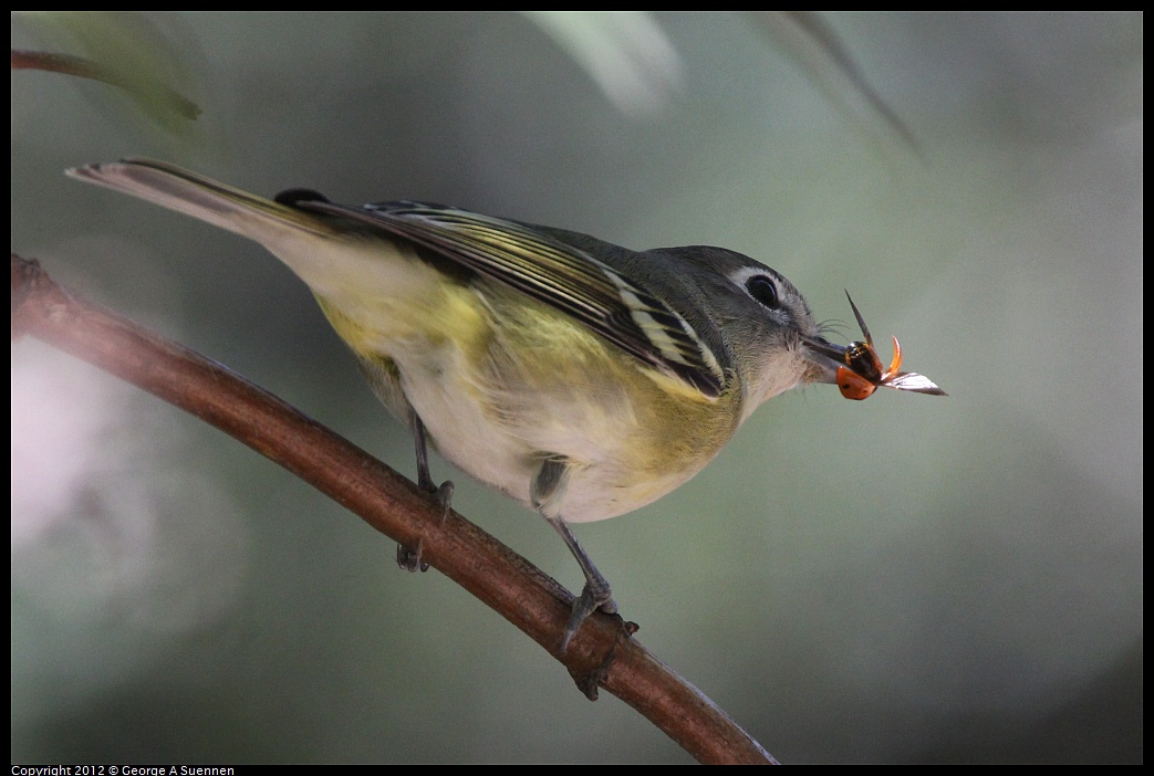 1014-120103-02.jpg - Cassin's Vireo