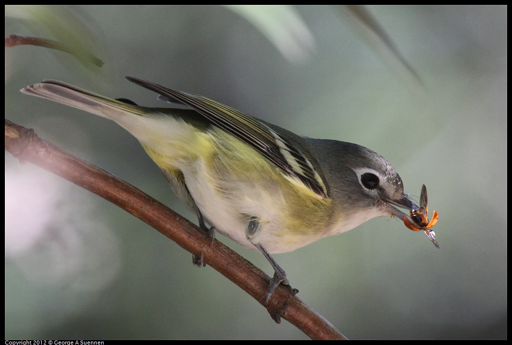 1014-120104-04.jpg - Cassin's Vireo