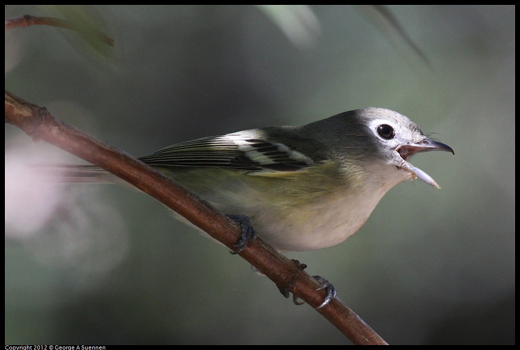 1014-120105-03.jpg - Cassin's Vireo