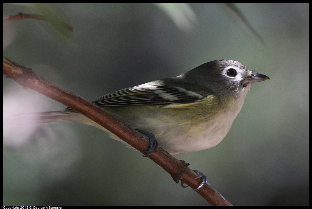 1014-120105-04.jpg - Cassin's Vireo