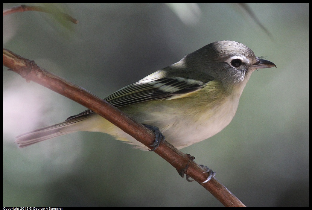 1014-120106-01.jpg - Cassin's Vireo