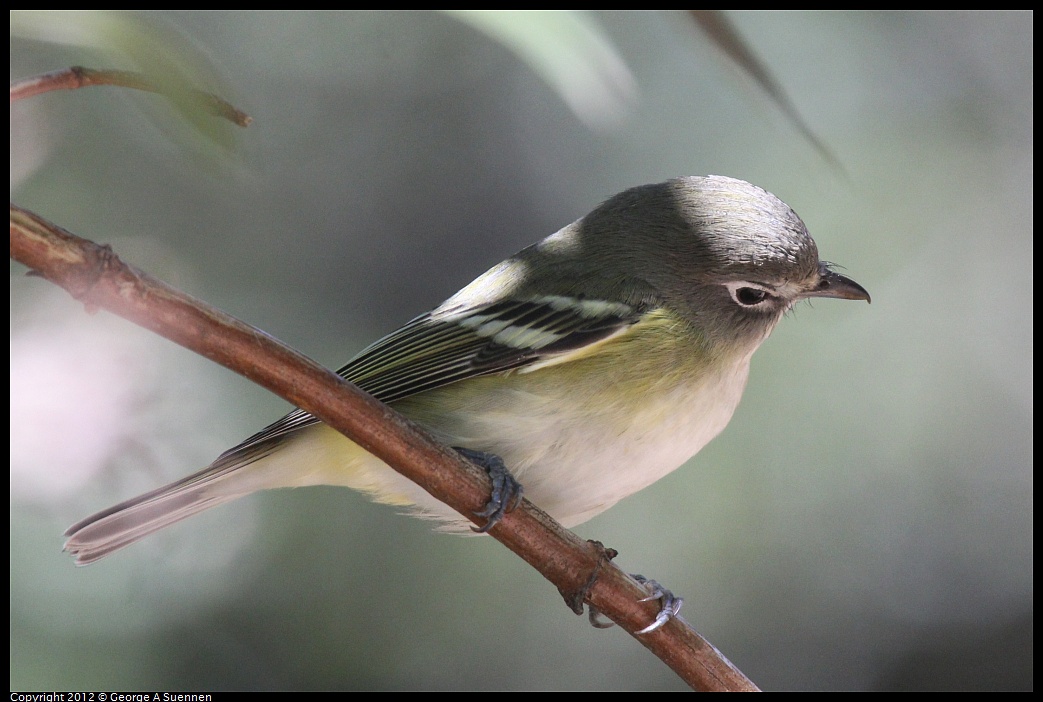 1014-120107-02.jpg - Cassin's Vireo