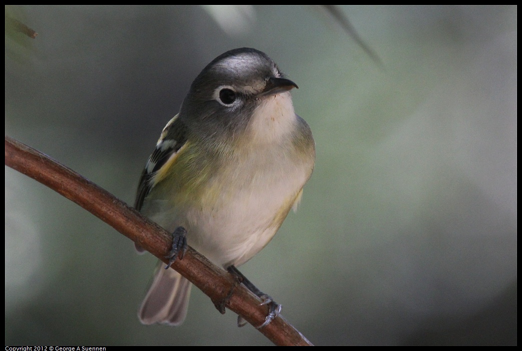 1014-120108-03.jpg - Cassin's Vireo