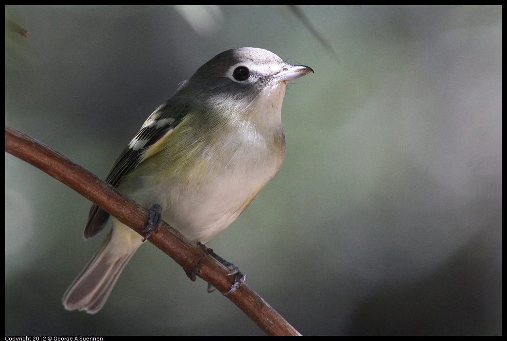 1014-120109-01.jpg - Cassin's Vireo