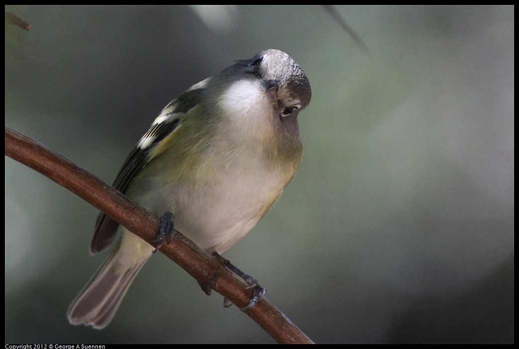 1014-120109-03.jpg - Cassin's Vireo