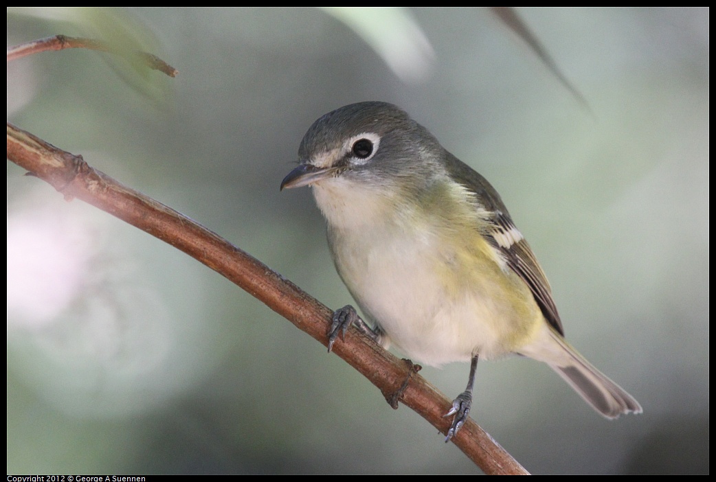 1014-120110-04.jpg - Cassin's Vireo