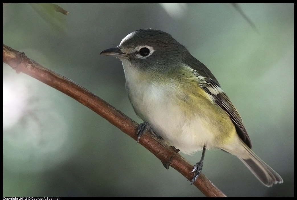 1014-120111-01.jpg - Cassin's Vireo