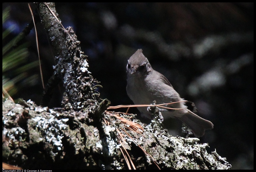 1014-120337-03.jpg - Oak Titmouse