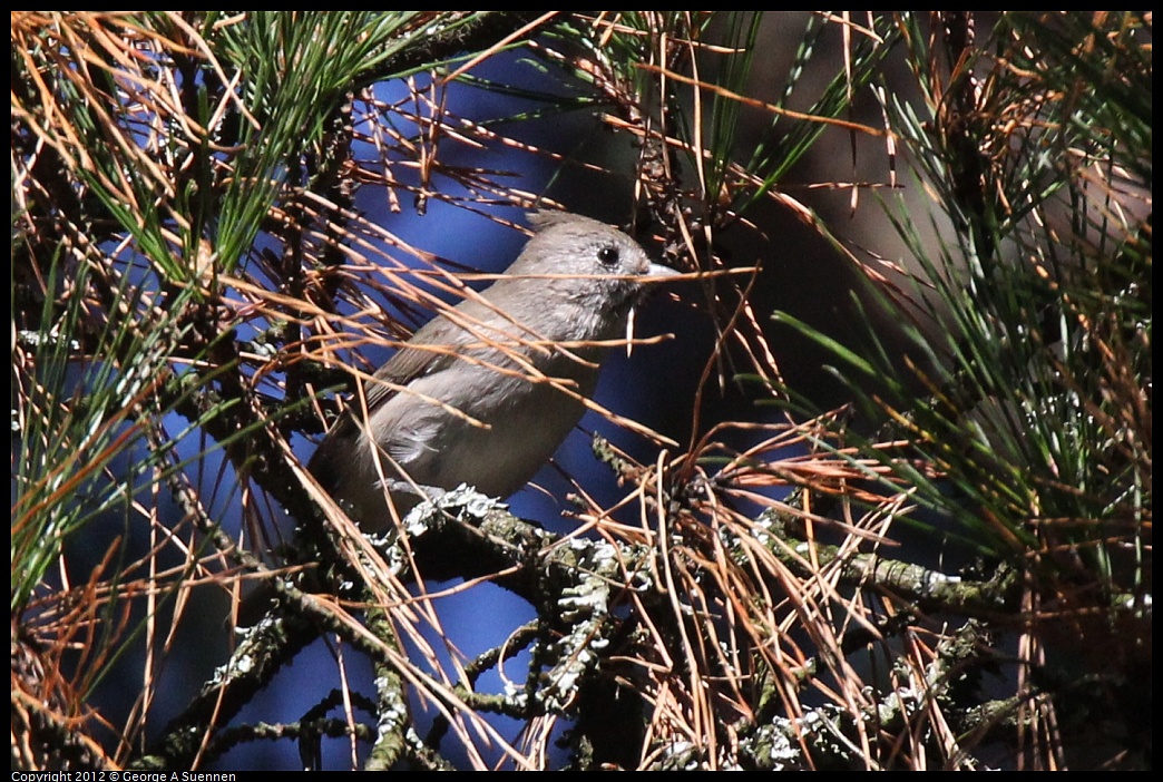 1014-120344-02.jpg - Oak Titmouse