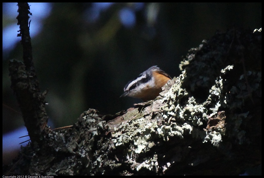 1014-120612-02.jpg - Red-breasted Nuthatch