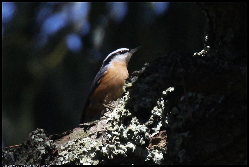 1014-120613-01.jpg - Red-breasted Nuthatch