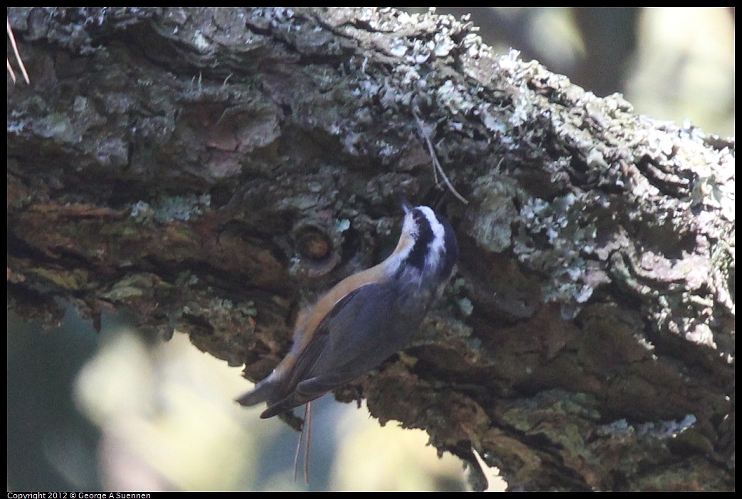 1014-120642-02.jpg - Red-breasted Nuthatch