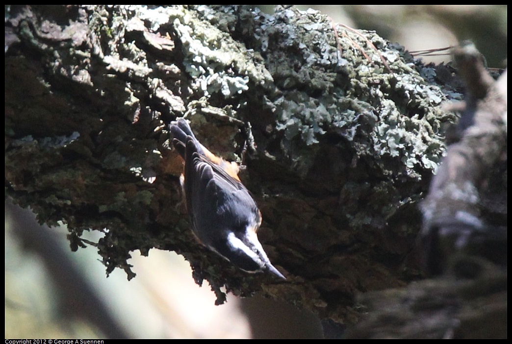 1014-120648-01.jpg - Red-breasted Nuthatch