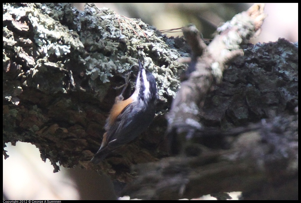 1014-120654-01.jpg - Red-breasted Nuthatch