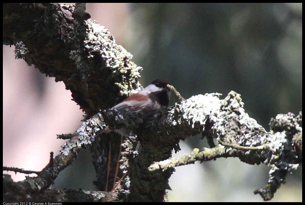 1014-121122-02.jpg - Chestnut-backed Chickadee