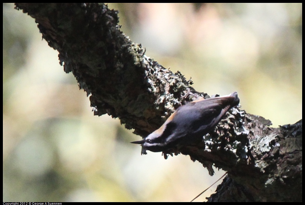 1014-121134-02.jpg - Red-breasted Nuthatch