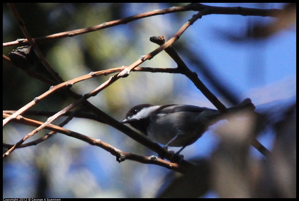 1014-121739-03.jpg - Chestnut-backed Chickadee