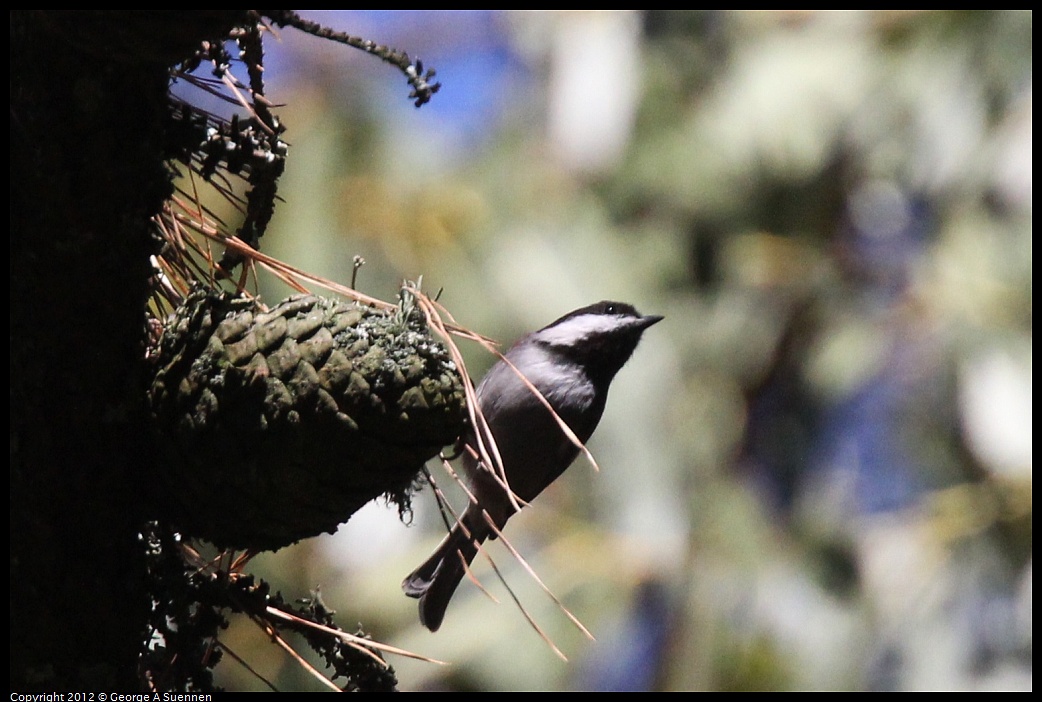 1014-121855-01.jpg - Chestnut-backed Chickadee