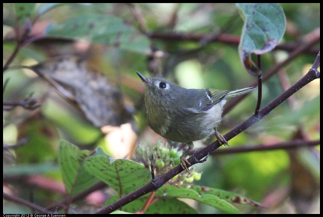 1018-081012-03.jpg - Ruby-crowned Kinglet