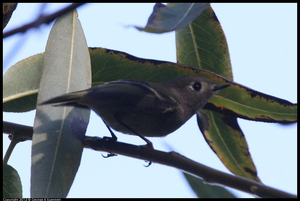 1018-082603-01.jpg - Ruby-crowned Kinglet