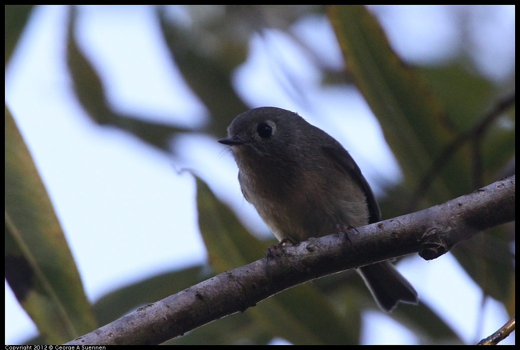 1018-082605-02.jpg - Ruby-crowned Kinglet