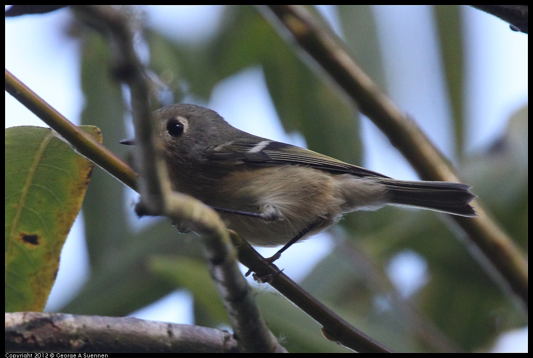 1018-082610-03.jpg - Ruby-crowned Kinglet