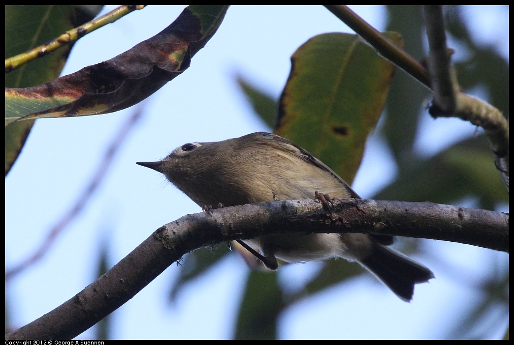 1018-082612-02.jpg - Ruby-crowned Kinglet