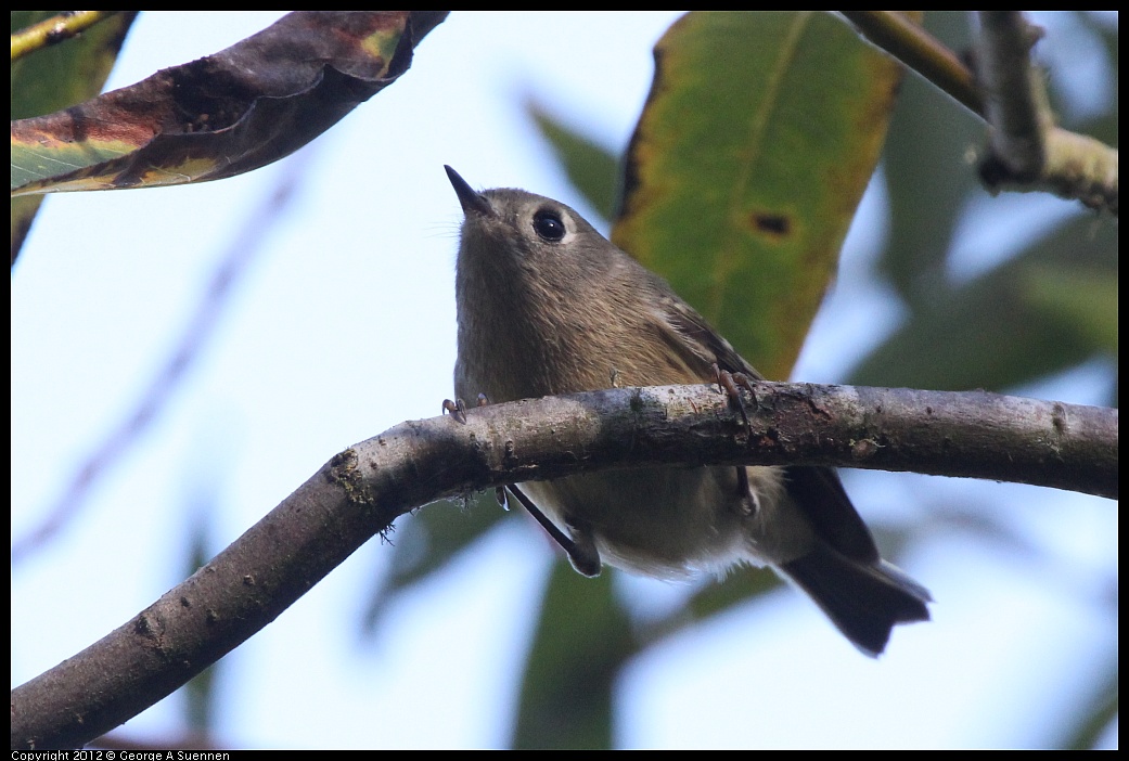 1018-082613-01.jpg - Ruby-crowned Kinglet