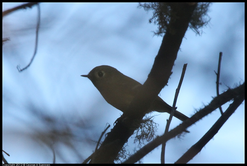 1018-082808-02.jpg - Ruby-crowned Kinglet