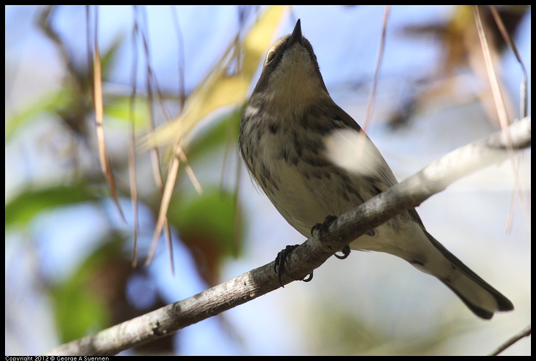 1018-084159-01.jpg - Yellow-rumped Warbler