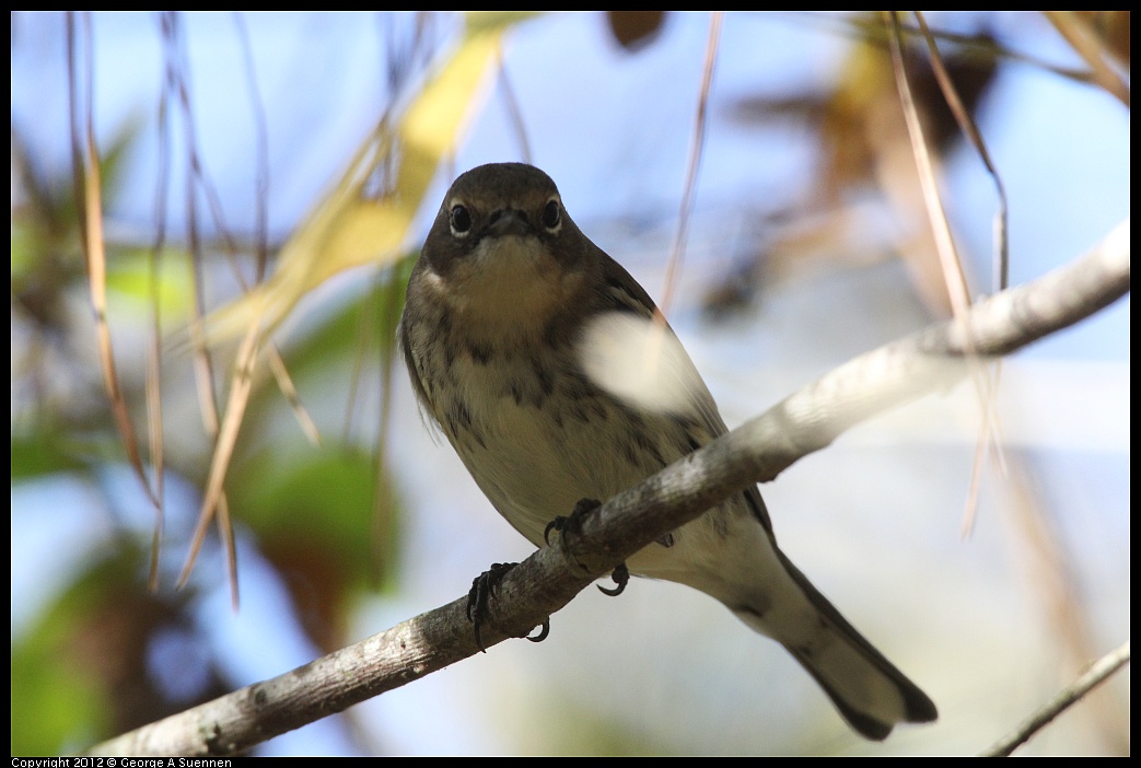 1018-084202-03.jpg - Yellow-rumped Warbler