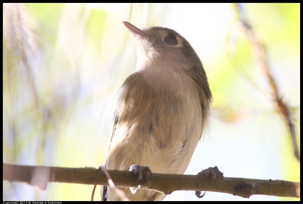 1018-084240-01.jpg - Warbling Vireo