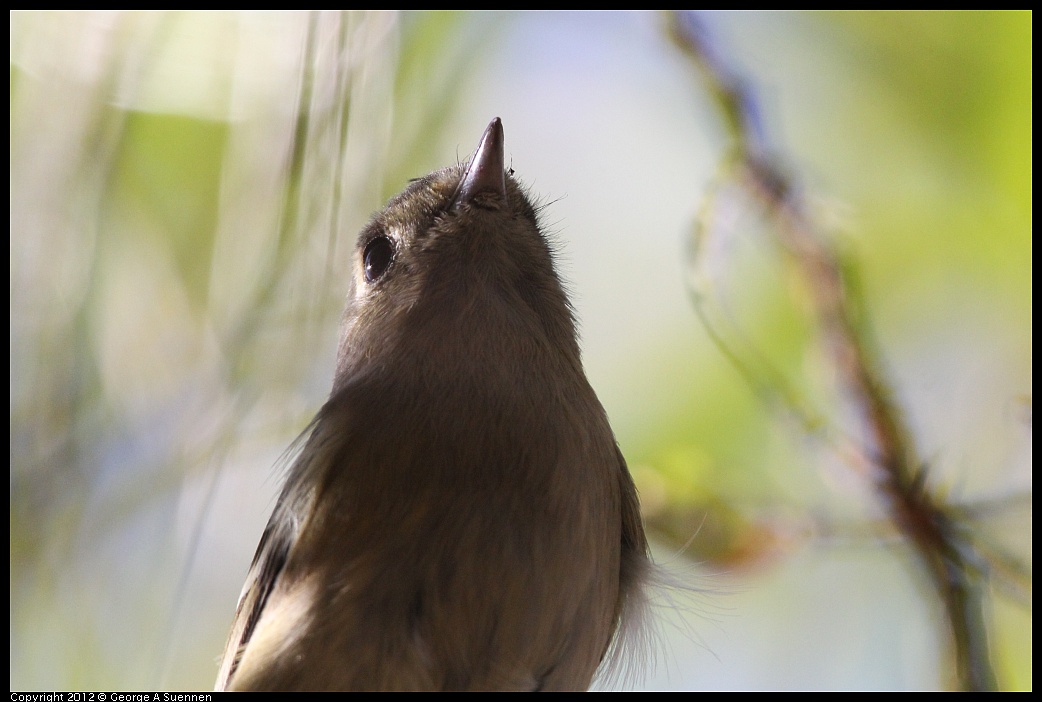 1018-084241-03.jpg - Warbling Vireo