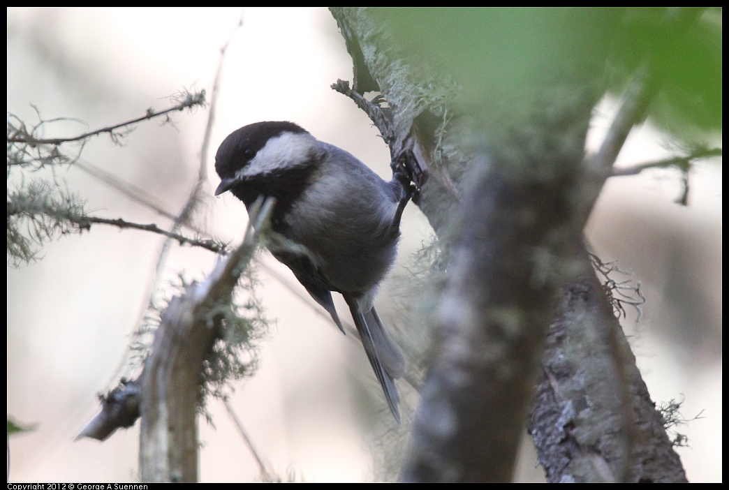 1018-084543-02.jpg - Chestnut-backed Chickadee