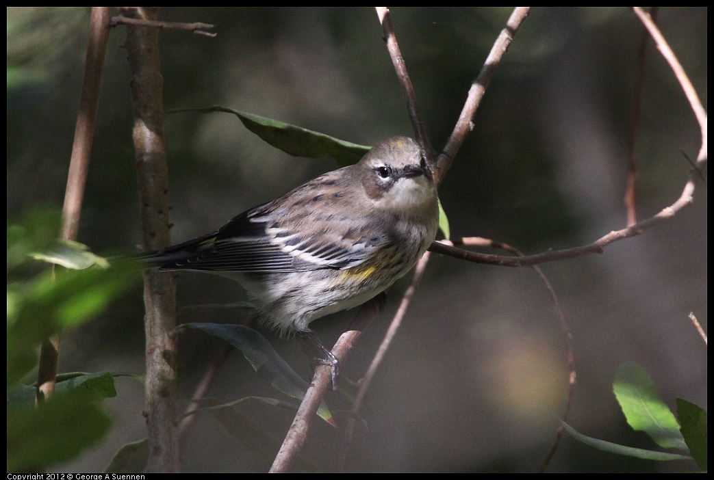 1018-084902-02.jpg - Yellow-rumped Warbler