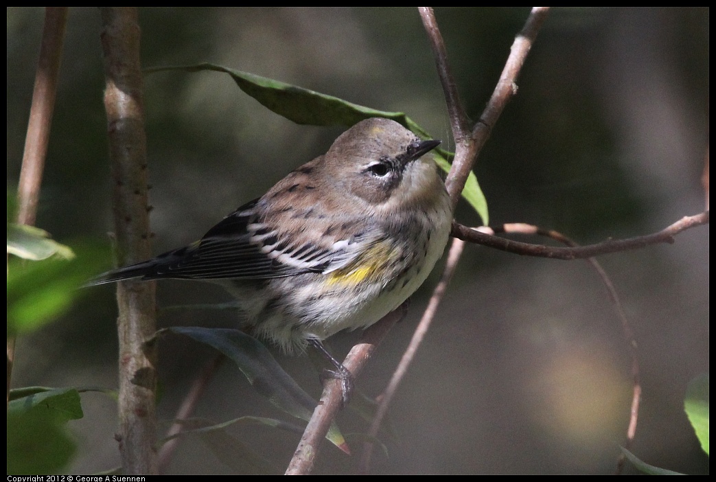 1018-084902-04.jpg - Yellow-rumped Warbler