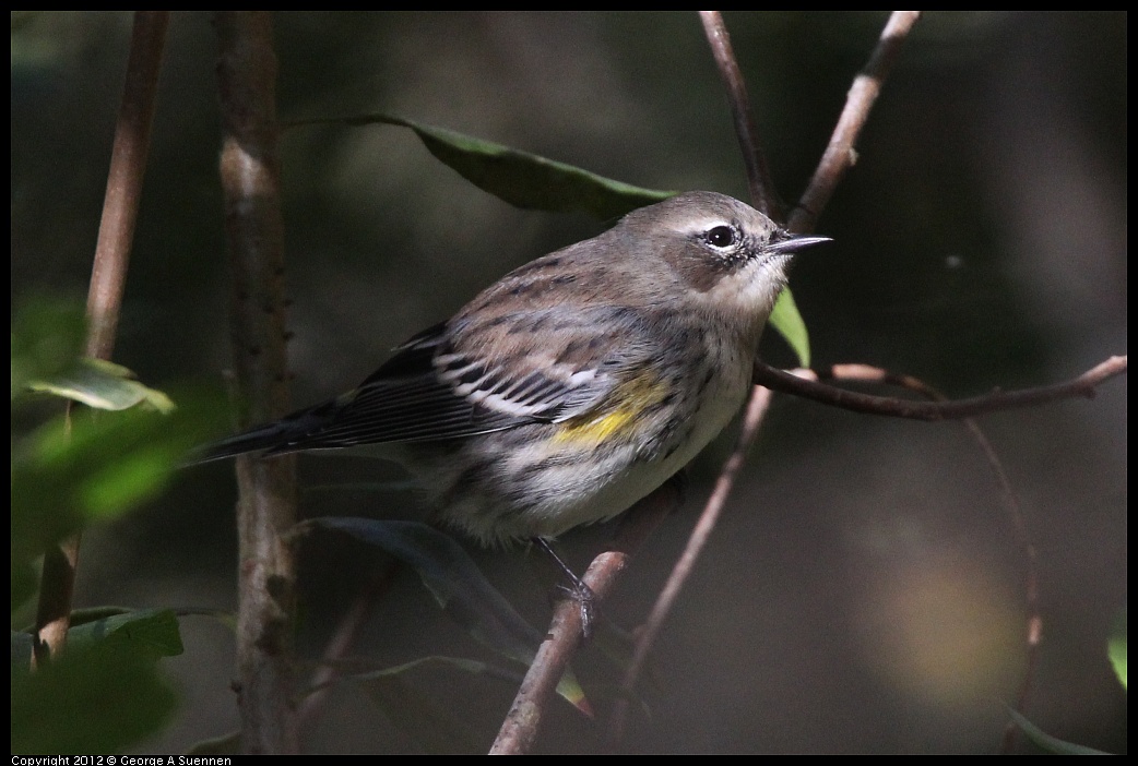 1018-084903-06.jpg - Yellow-rumped Warbler