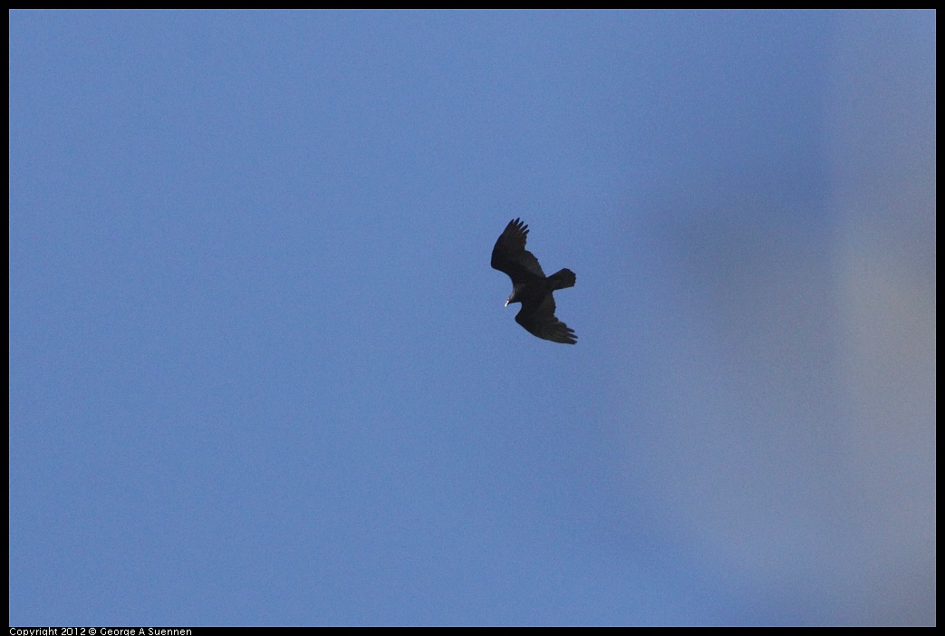 1018-085004-01.jpg - Turkey Vulture