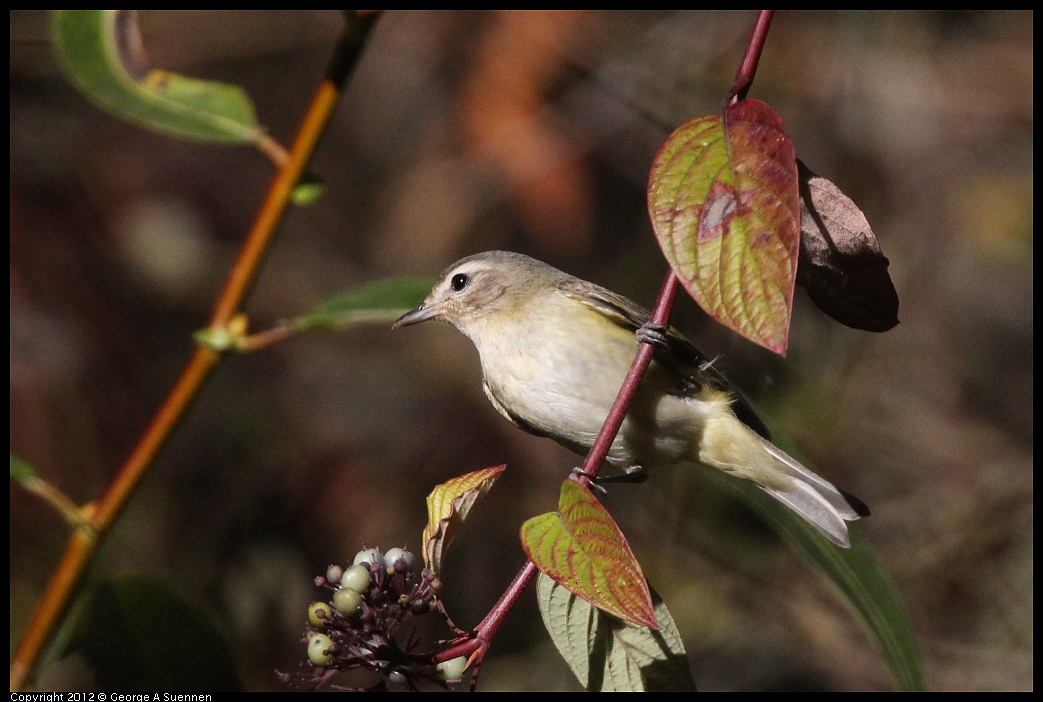 1018-085051-03.jpg - Warbling Vireo