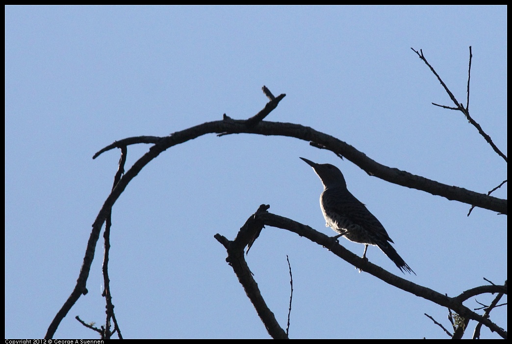 1018-085420-03.jpg - Northern Flicker