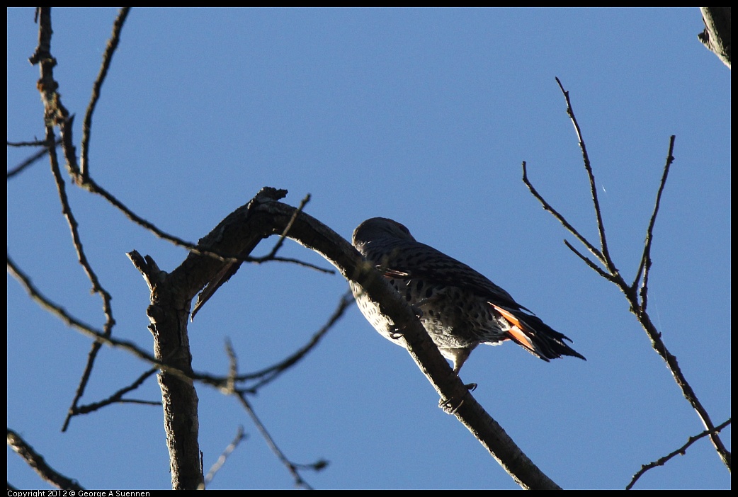 1018-085534-02.jpg - Northern Flicker