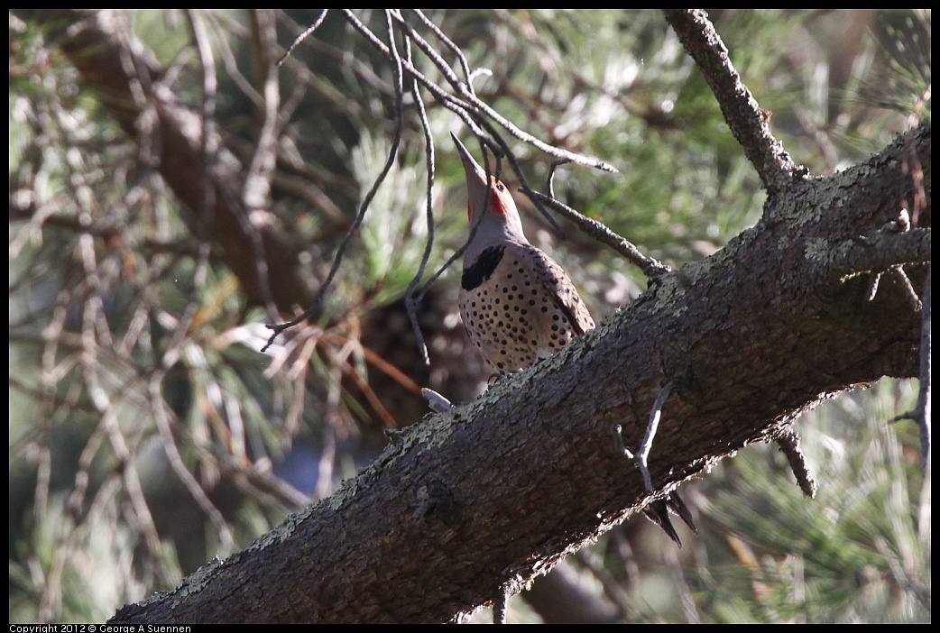 1018-090140-02.jpg - Northern Flicker