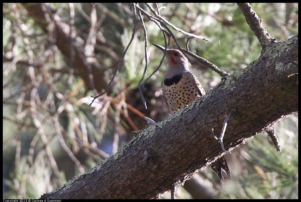 1018-090145-01.jpg - Northern Flicker