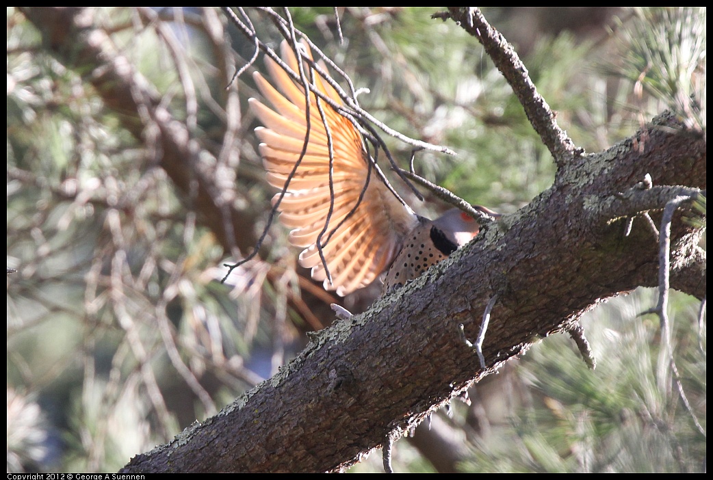 1018-090154-01.jpg - Northern Flicker