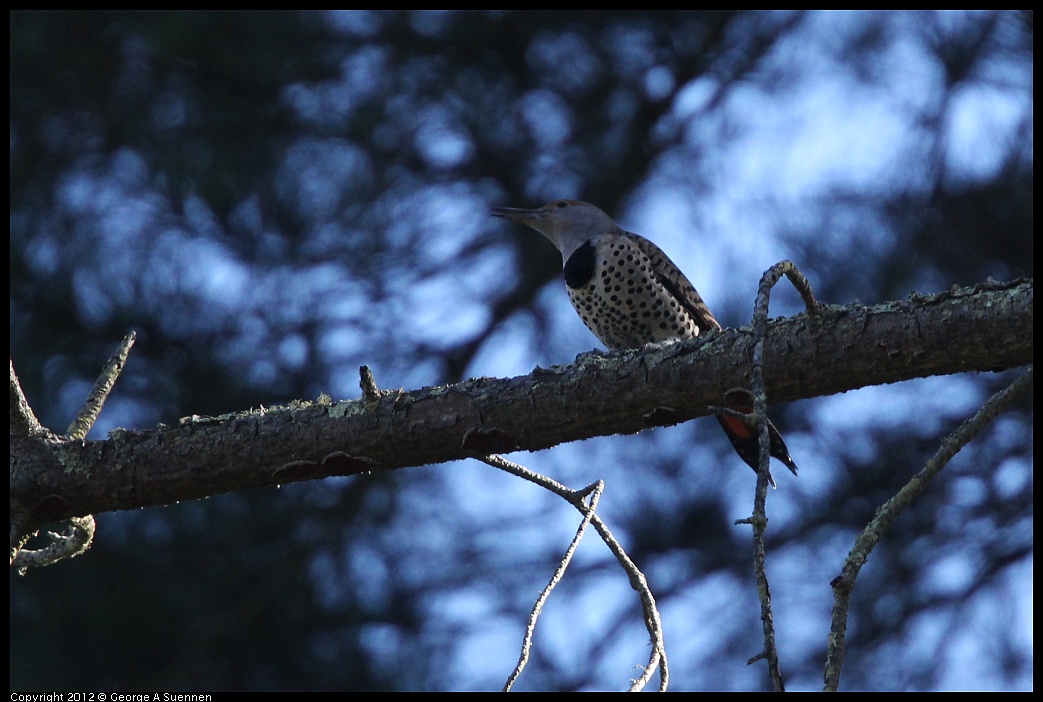 1018-090238-01.jpg - Northern Flicker