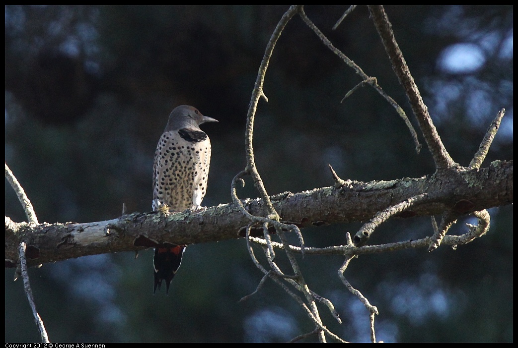 1018-090251-01.jpg - Northern Flicker