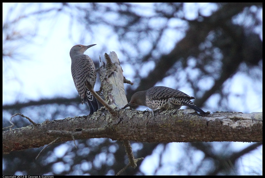 1018-090409-03.jpg - Northern Flicker