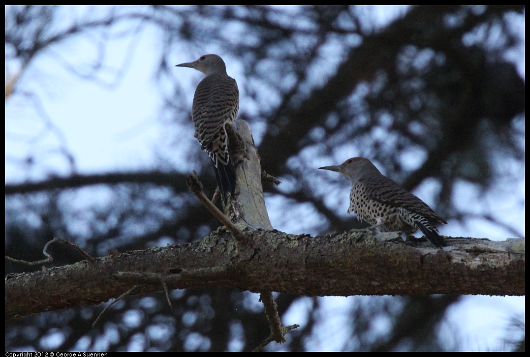 1018-090427-01.jpg - Northern Flicker