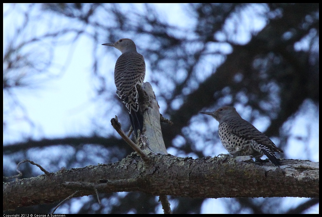 1018-090432-01.jpg - Northern Flicker